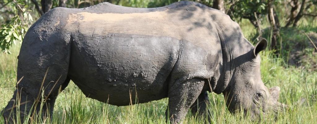 #htmlcaption-2 Ziwa Rhino Sanctuary, Nakasongola
